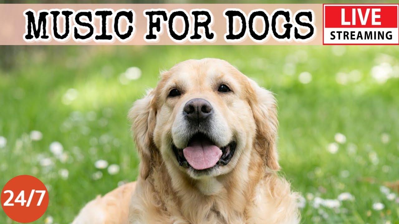 [LIVE] Dog Music🎵Relaxing Calming Music for Dogs🐶Separation anxiety relief music💖Dog Sleep Music🎵💖